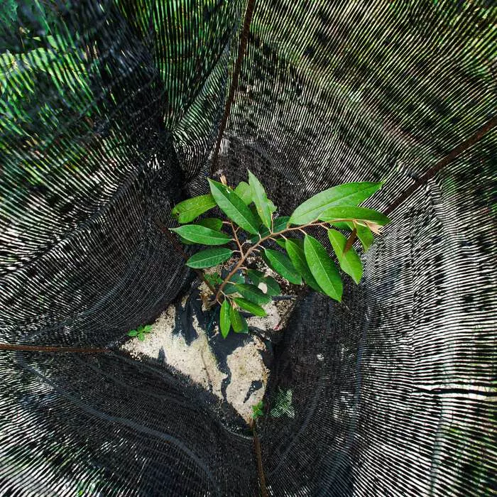 Bacsysaurieng.com_Cay sau rieng con 3_11