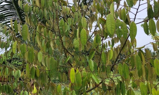 Lá sầu riêng khô vàng do nấm bệnh