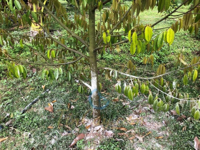 Cây sầu riêng bị vàng lá bệnh lý