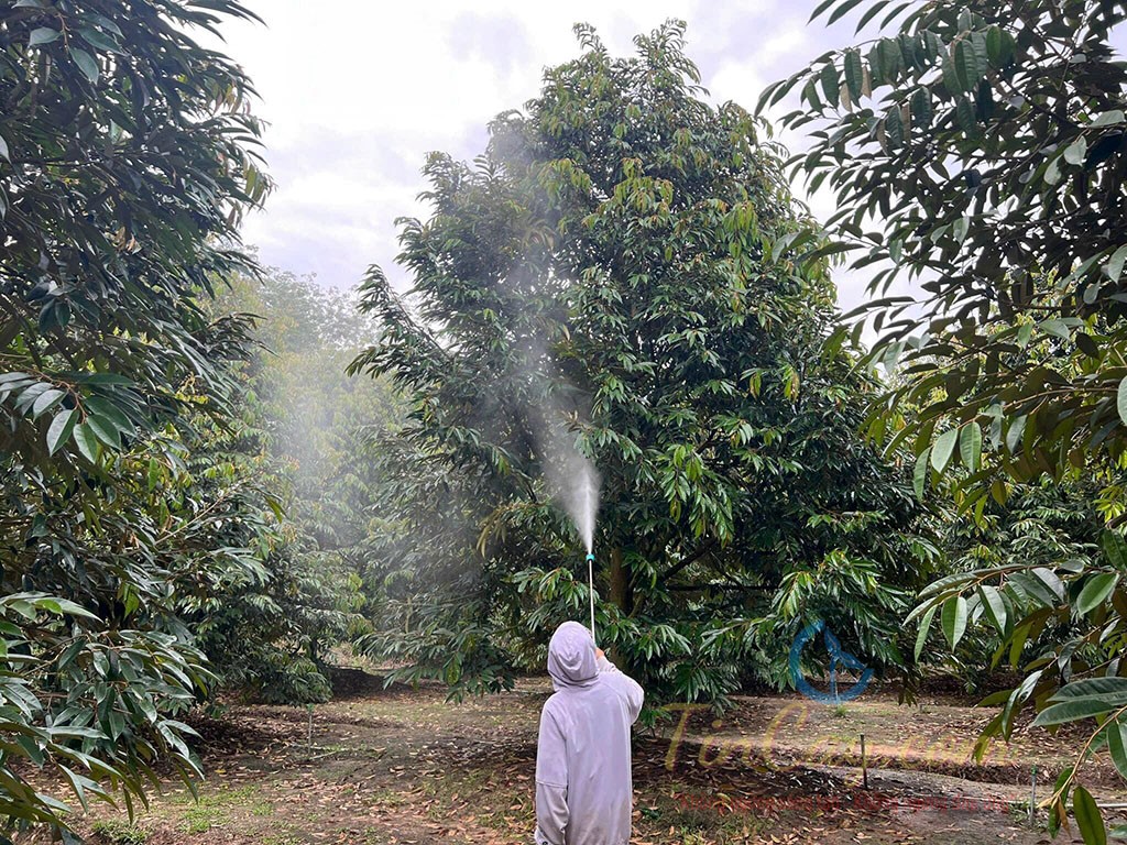 Phun thuốc phòng trừ nấm hại trong vườn Sầu riêng
