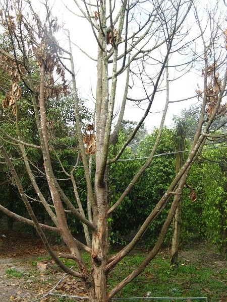 Cây sầu riêng chết do vàng lá thối rễ