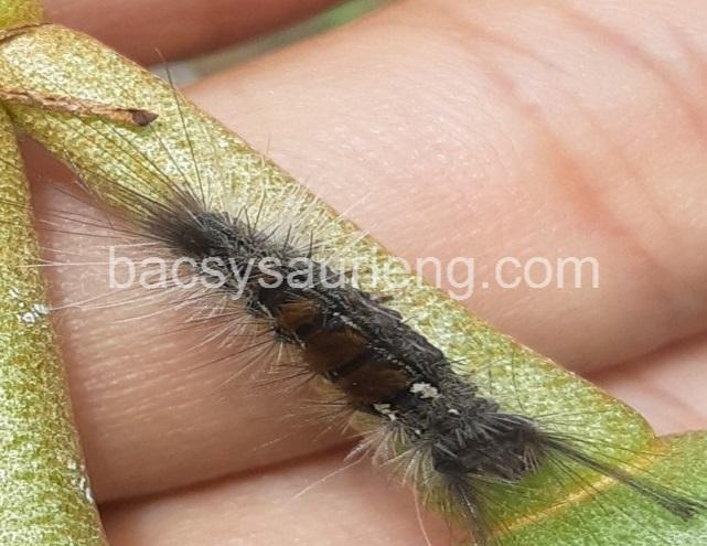 bacsysaurieng.com-sau-an-bong-tren-trai-sau-rieng