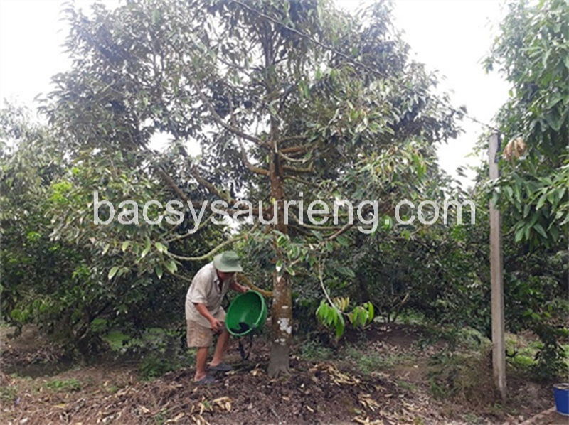 Thuốc chặn đọt sầu riêng