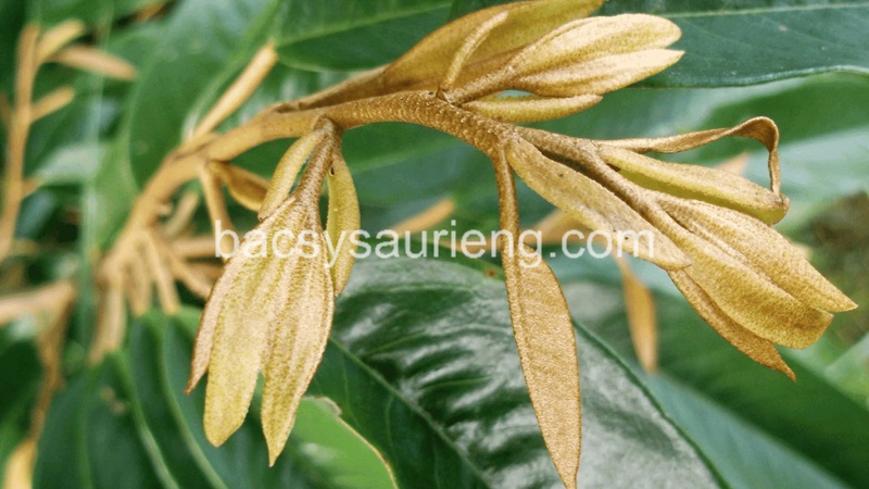 Chặn đọt cây sầu riêng