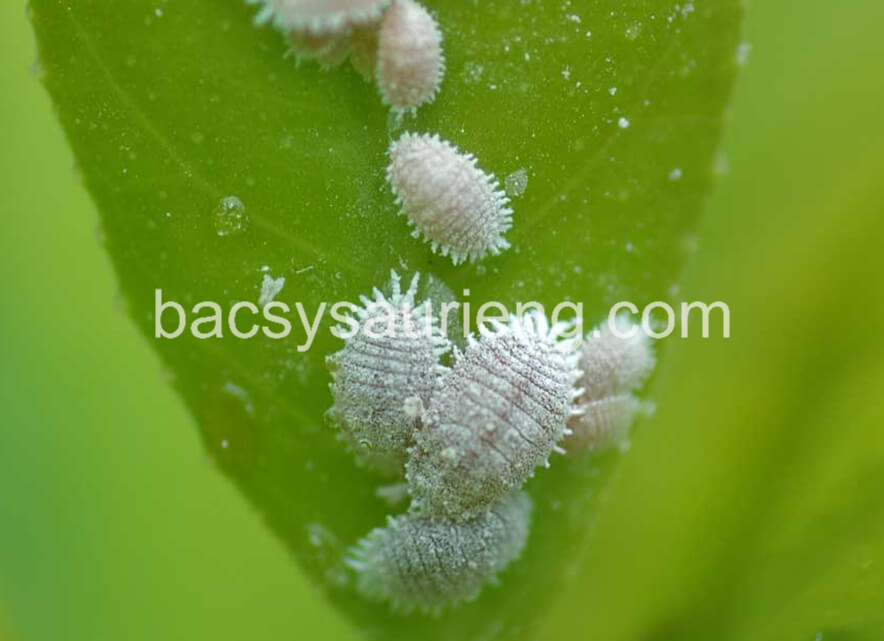 rệp muội trên cây sầu riêng