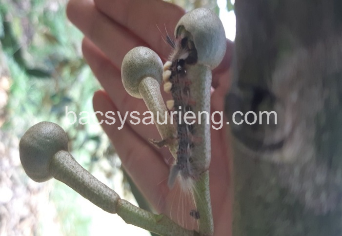 tác hại sâu ăn bông sầu riêng