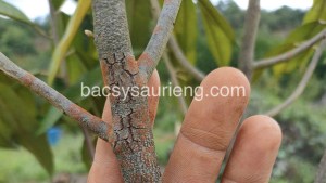 bệnh nấm hồng trên cây sầu riêng