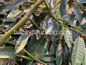 nguyên nhận bệnh nấm hồng trên cây sầu riêng