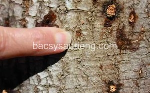 Triệu chứng của bệnh nấm hồng trên cây sầu riêng