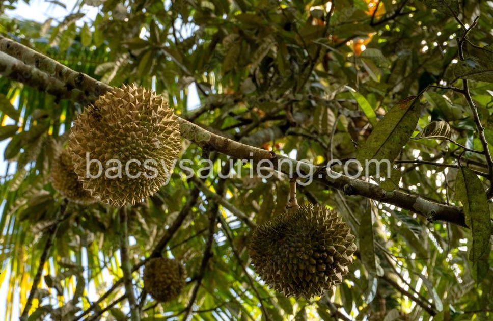 Chăm sóc cây sầu riêng không bị sâu ăn bông