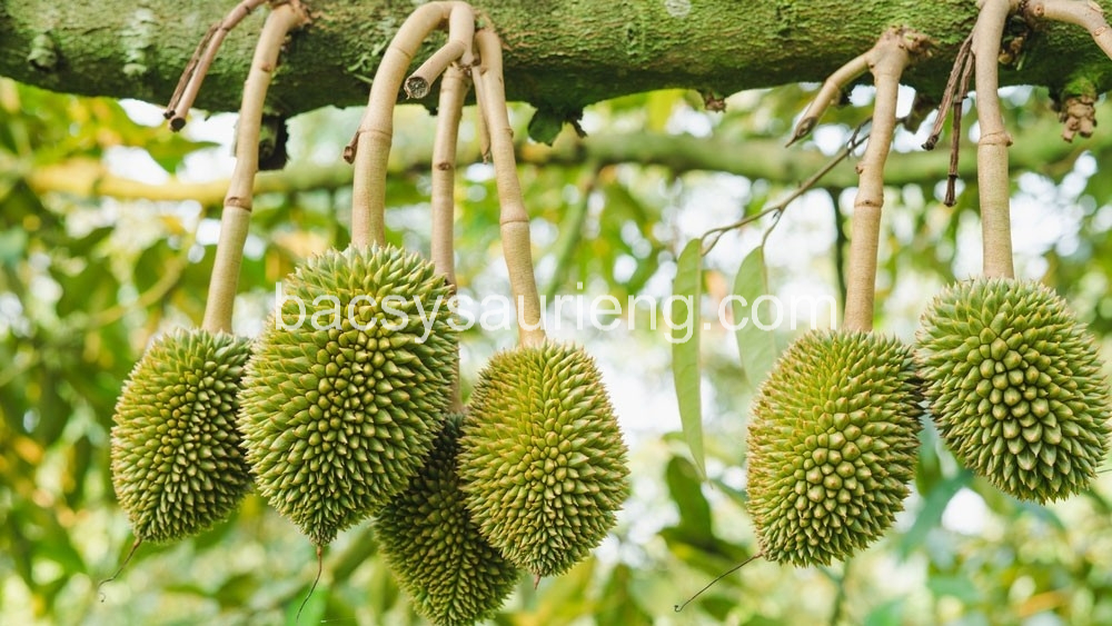 Nguyên nhân phát triển của sâu ăn bông sầu riêng