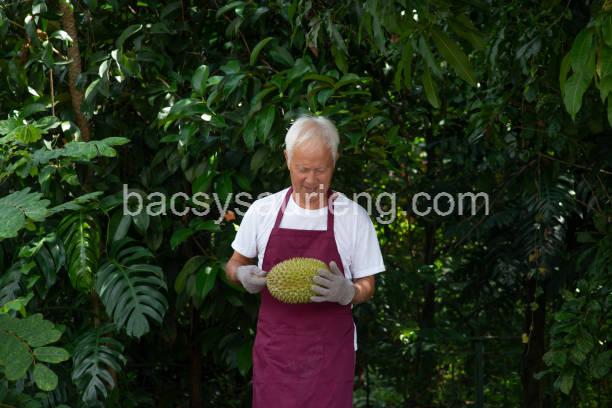 Cách chăm sóc sầu riêng bị sâu ăn bông