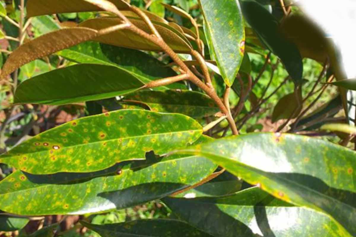 bệnh đốm mắt của trên cây sầu riêng