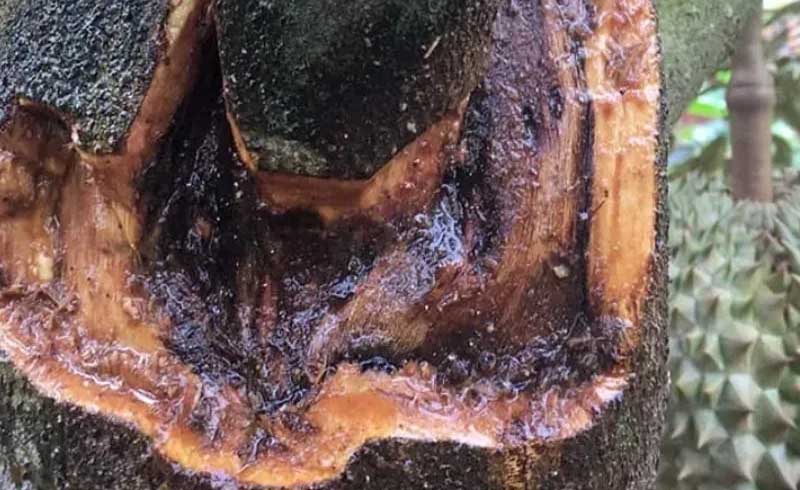 bệnh xì mủ trên cây sầu riêng