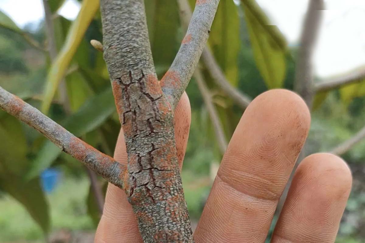 bệnh nấm hồng trên cây sầu riêng