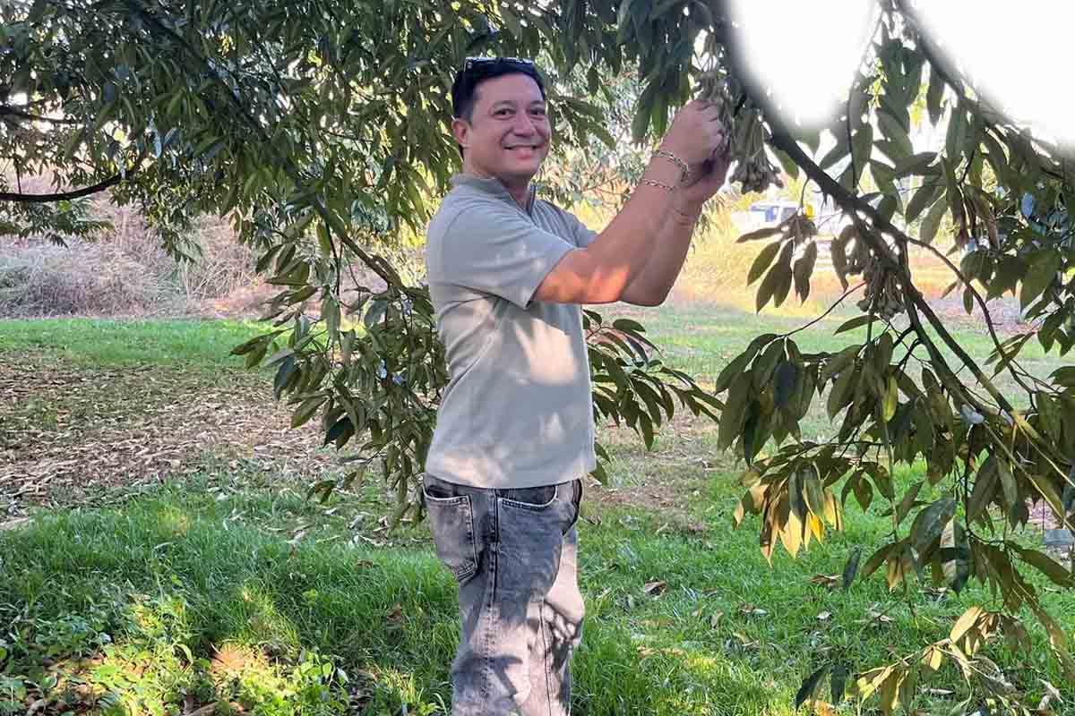 theo dõi bệnh trên cây sầu riêng