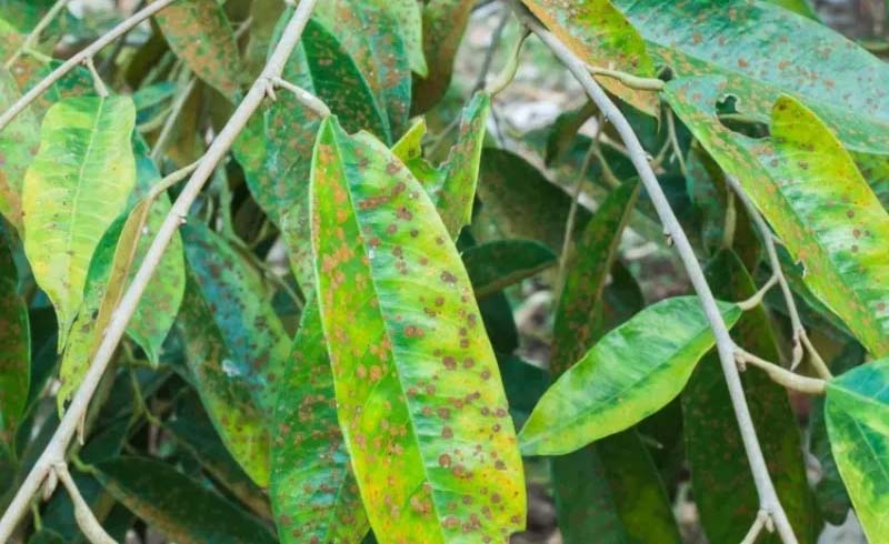 bệnh đốm rong trên cây sầu riêng