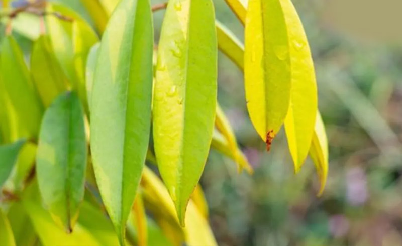 Bệnh trên cây sầu riêng