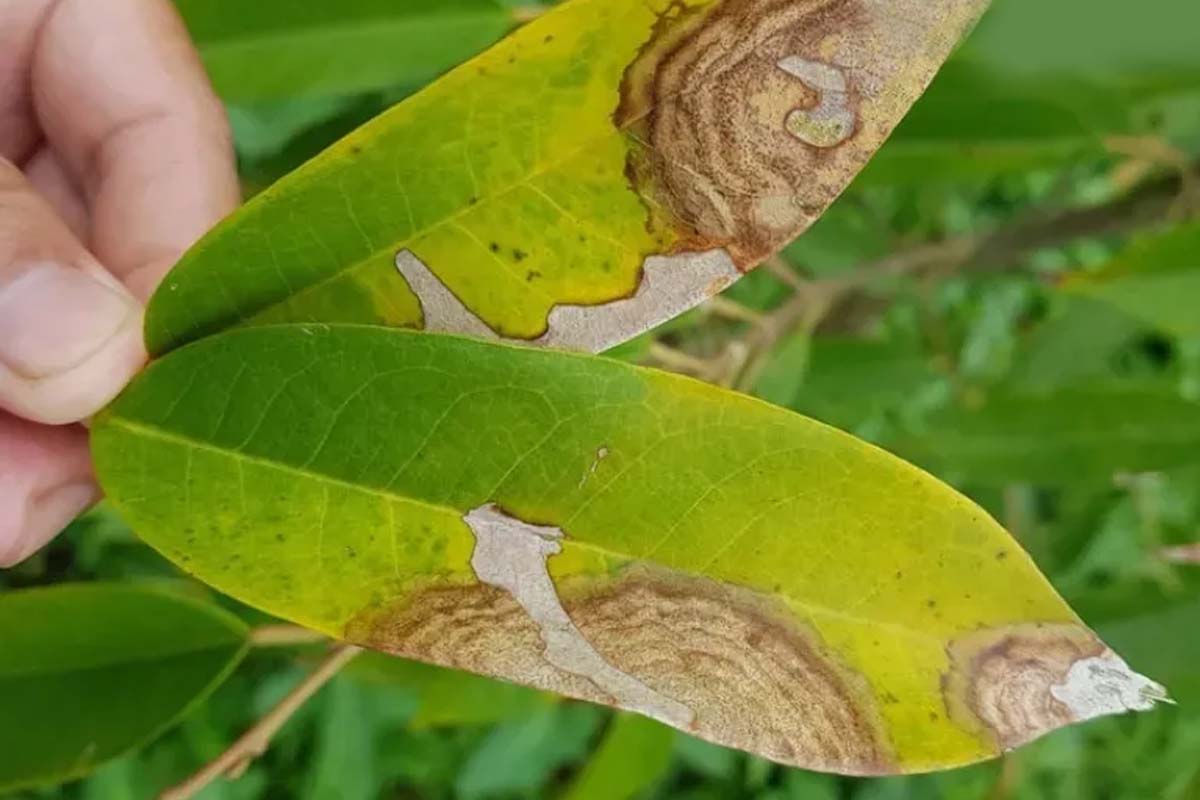 bệnh thán thư trên cây sầu riêng