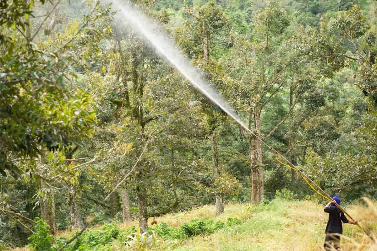 thuốc đặc trị nấm phytophthora